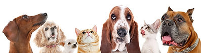 pets