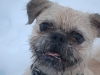 Mylo in the snow