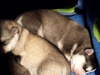 7 Day Old Puppies