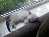 Arlo
