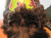 Baxter\'s Birthday