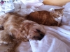 Binny & Who taking a nap