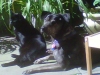 Eclipse & Kuno