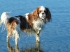 Gracie
