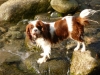 Gypsy Rose