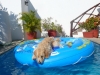 Harley hanging out in the pool