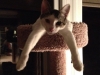 Monkey hangin' oout