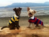 Kona & Dexter