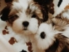 Lhasaapso Puppies