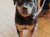 Maia