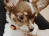 Minnie Moose