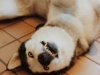 Niko being playful