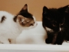 Ollie & Boop