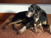 Bonnie & Piggy