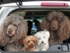 Dr. Clemettâs dogs