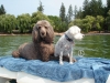 Dr. Clemettâs dogs in Vernon