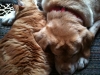Kody & Ginger cuddling