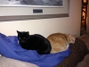 Sid & Raven