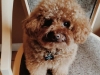 Teddy
