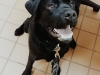Winston