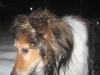 Brandy enjoying the snowfall
