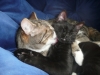 Brave, the sweet black kitten that stole our hearts