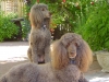Dr. Clemettâs poodles Troi and Dallen