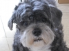 Toby