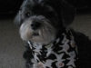 Toby